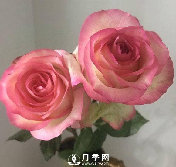 黃金慶典，艾莎，陽(yáng)臺(tái)黨必入月季品種，大美花型和香味(圖2)