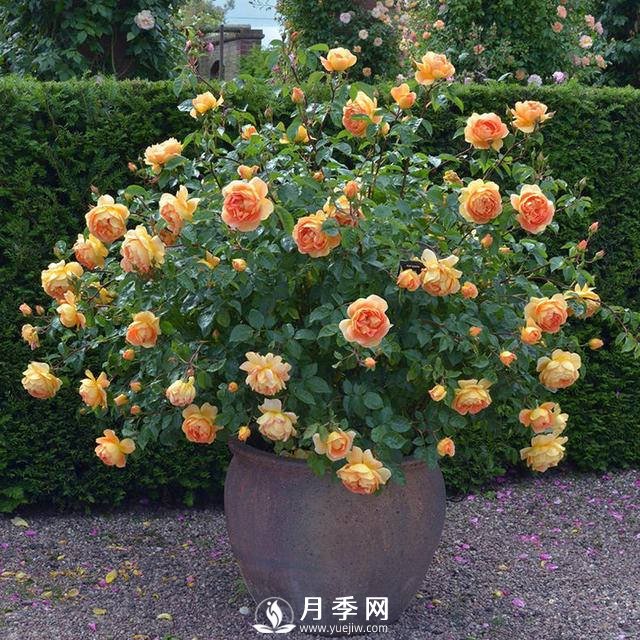月季常年放在室外會死嗎？(圖1)