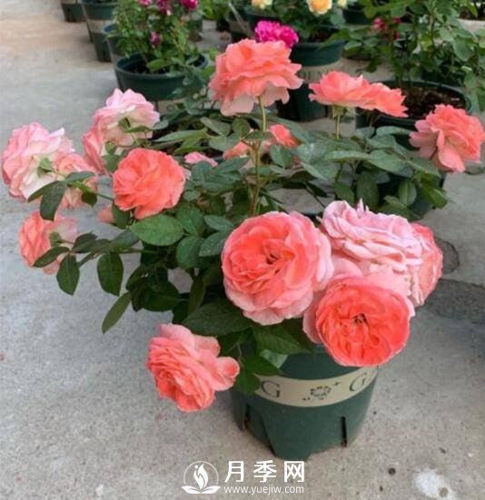 如何養(yǎng)護(hù)盆栽月季？施肥是關(guān)鍵(圖1)