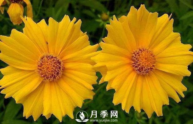 養(yǎng)盆“它”，比皇帝菊好看，比月季好養(yǎng)，花開120天。(圖1)