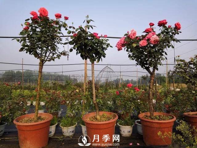 夏季月季日常管理，如何讓花開不斷？(圖1)