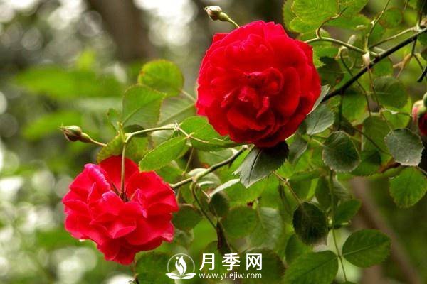 養(yǎng)月季盆栽，就用“5招”技巧，養(yǎng)護(hù)大半年，花開艷麗！(圖2)