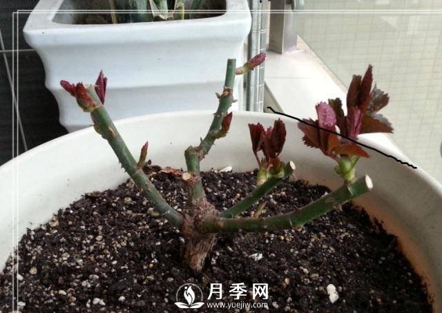 養(yǎng)月季盆栽，就用“5招”技巧，養(yǎng)護(hù)大半年，花開艷麗！(圖1)