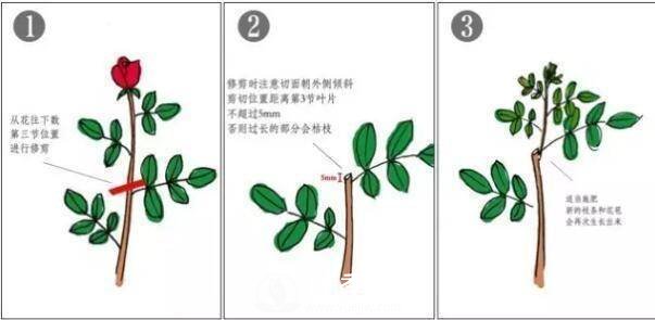 養(yǎng)月季盆栽，就用“5招”技巧，養(yǎng)護(hù)大半年，花開艷麗！(圖3)