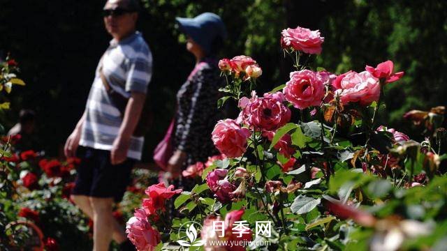 陶然亭公園勝春山房景區(qū)月季開放正當(dāng)時(圖3)