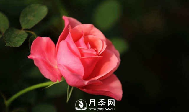 月季，又叫月月紅，花中皇后，四季常開(kāi)(圖1)