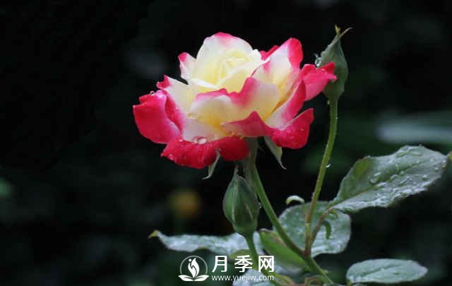 月季，又叫月月紅，花中皇后，四季常開(kāi)(圖4)