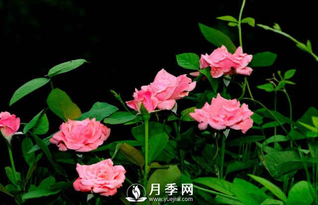 月季，又叫月月紅，花中皇后，四季常開(kāi)(圖2)