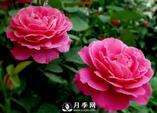 月季，又叫月月紅，花中皇后，四季常開(kāi)(圖3)