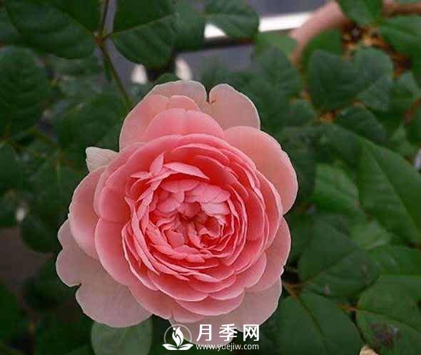月季怎樣進(jìn)行修剪與管理、養(yǎng)護(hù)(圖1)