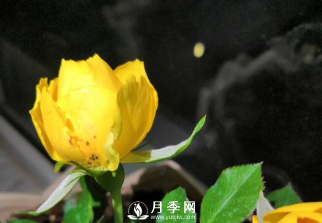 月季花期能不能施肥？用什么肥月季長(zhǎng)的好看開花又多？(圖1)