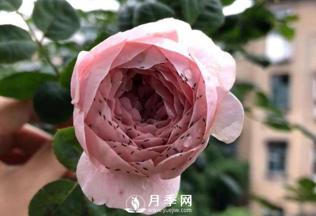 月季花期能不能施肥？用什么肥月季長(zhǎng)的好看開花又多？(圖2)