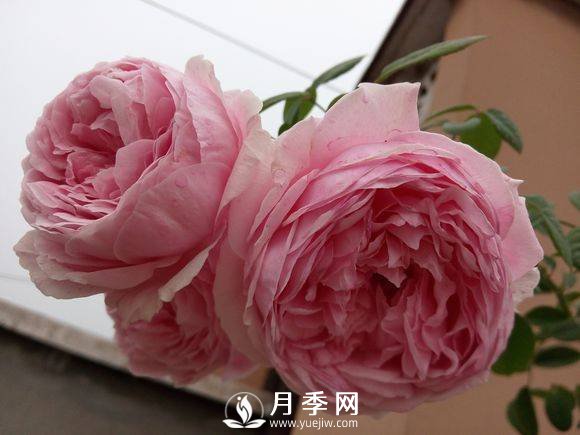 春季月季發(fā)芽后如何管理，才能開花多且顏色艷麗好看(圖1)