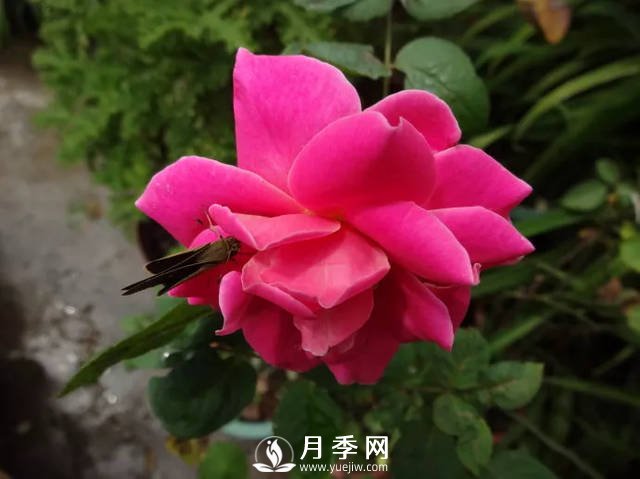 你的月季需要這樣養(yǎng)護(hù)才能開(kāi)花不斷(圖2)