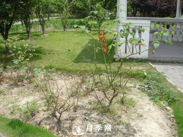 你的月季需要這樣養(yǎng)護(hù)才能開(kāi)花不斷(圖3)
