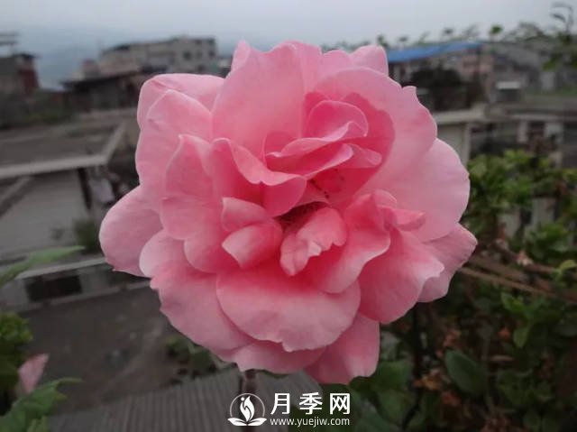 你的月季需要這樣養(yǎng)護(hù)才能開(kāi)花不斷(圖1)