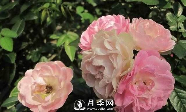 只要對月季做一個動作，就能讓一枝頭八朵花綻放(圖1)