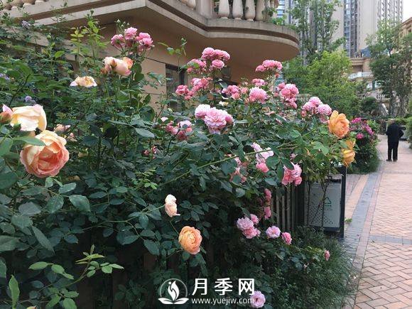 別人家的小區(qū)各色月季盛開(kāi) 從來(lái)沒(méi)讓我失望！(圖2)