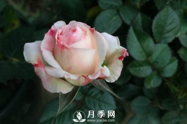 這么多迷人的月季品種，你喜歡哪一個(圖1)