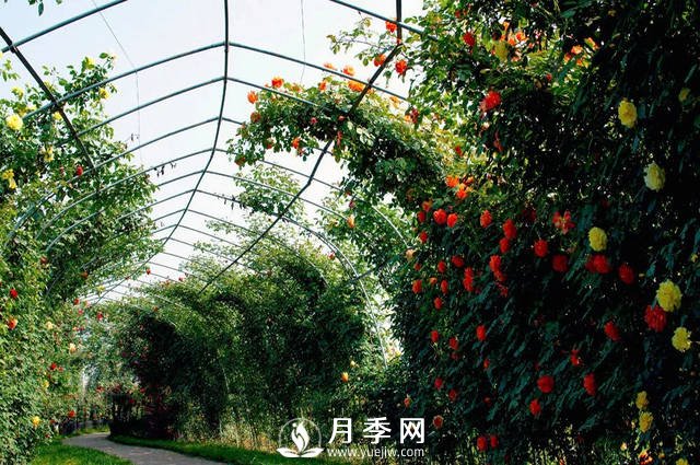 目前國(guó)內(nèi)***大的月季主題游園你知道在哪嗎(圖1)
