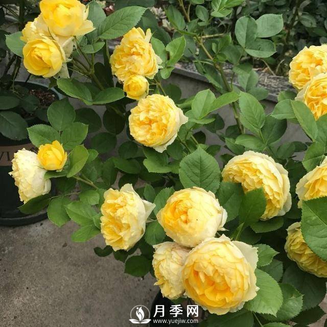 分享月季過(guò)冬的“保暖法則”(圖3)