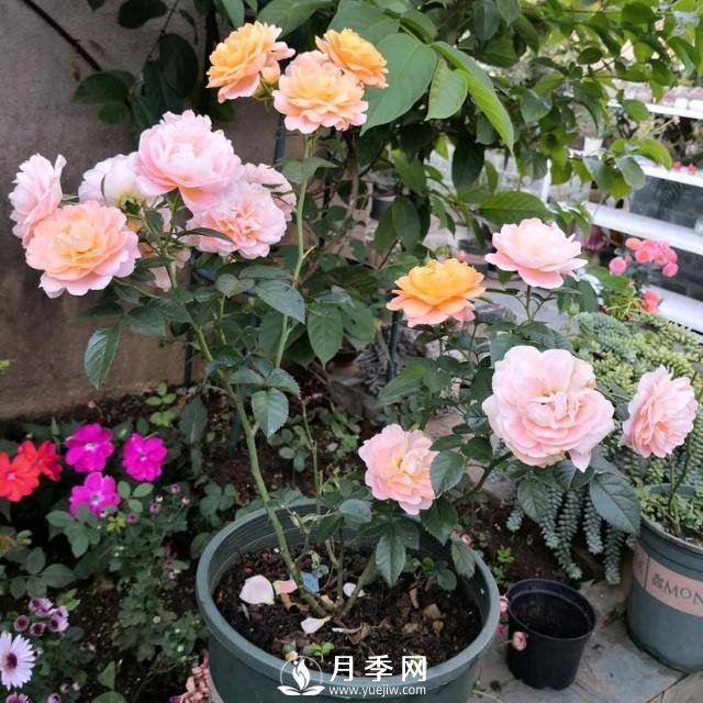分享月季過(guò)冬的“保暖法則”(圖2)