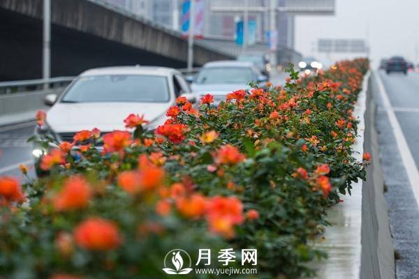月季花期可調(diào)控，看武漢10月中旬月季花艷麗開放(圖1)