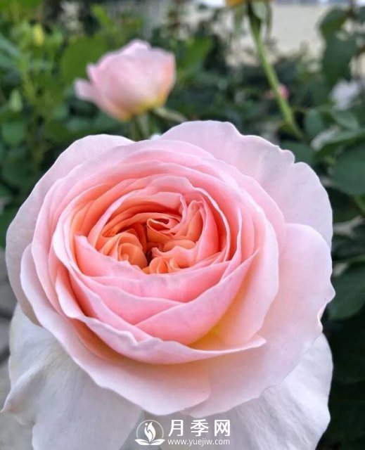 朱麗葉月季開(kāi)花如此驚艷，千萬(wàn)不要低估了它的美！(圖3)