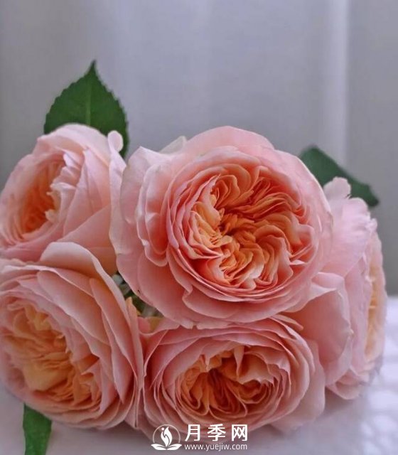 朱麗葉月季開(kāi)花如此驚艷，千萬(wàn)不要低估了它的美！(圖2)