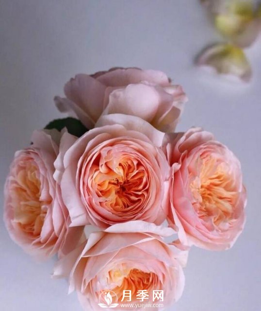 朱麗葉月季開(kāi)花如此驚艷，千萬(wàn)不要低估了它的美！(圖1)