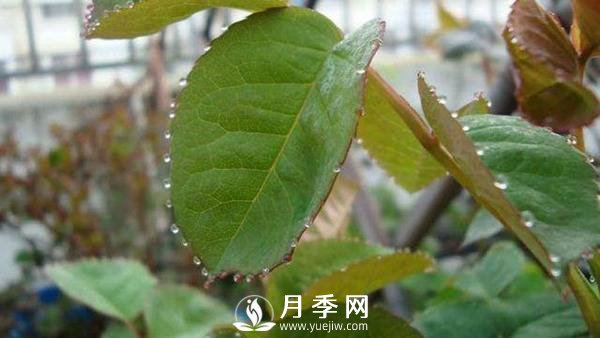 月季“吐水” 是怎么了？(圖1)