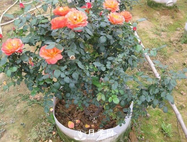 月季花用絢麗多彩的顏色，裝扮著大地，點綴著生活(圖1)