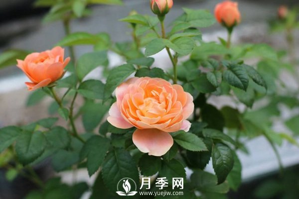炎熱夏季，如何月季養(yǎng)護(hù)你知道嗎(圖2)
