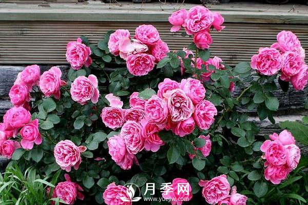 炎熱夏季，如何月季養(yǎng)護(hù)你知道嗎(圖1)