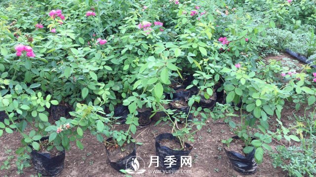 這些盆栽月季花苗都搶瘋了 買營(yíng)養(yǎng)缽月季要快(圖2)