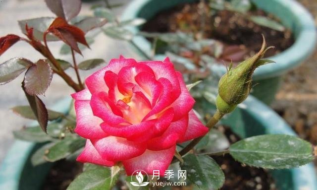 你的盆栽月季是不是又焉了。來看盆栽月季養(yǎng)殖的注意事項(圖1)