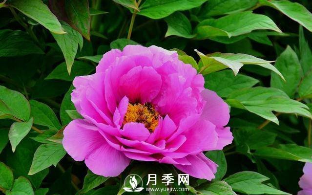 澆水學問大，牡丹花”也能開不停(圖2)