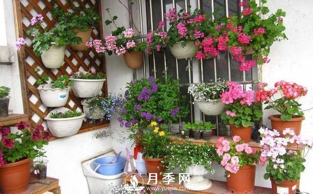 澆水學問大，牡丹花”也能開不停(圖1)