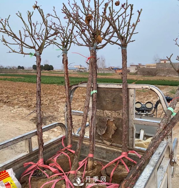 南陽(yáng)樹狀月季，觀賞效果佳，開始采購(gòu)了(圖3)