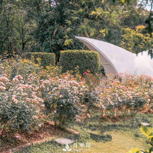 深圳免費(fèi)月季花展，人民公園月季花盛開(kāi)(圖6)