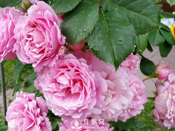 陽(yáng)臺(tái)上種藤本月季方法你知道了嗎？(圖1)