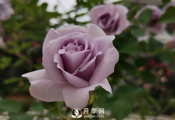 三月?lián)Q盆后的月季苗枯萎了怎么辦？(圖1)