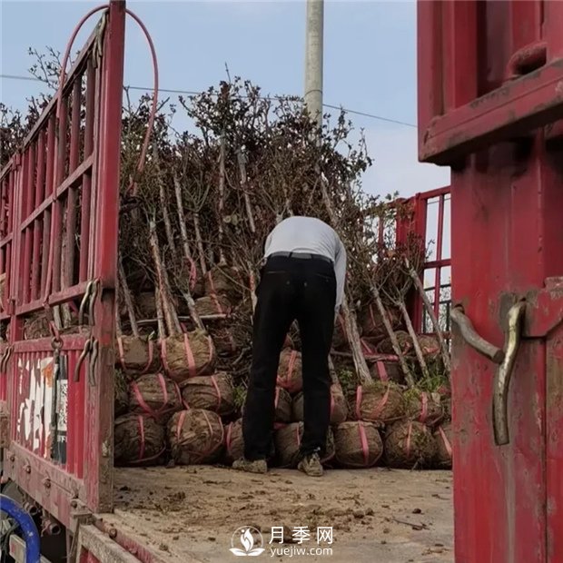 南陽(yáng)精品樹(shù)狀月季，讓城市景觀更美麗(圖4)
