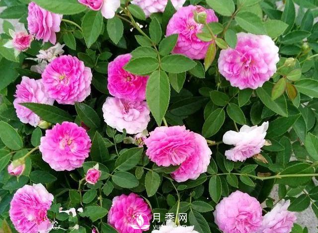 適合陽臺(tái)的瑪姬嬸嬸月季，小巧花美有香味，開花到爆盆！(圖1)