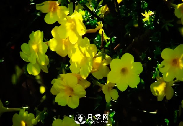 美麗鄉(xiāng)村建設(shè)，種什么花卉苗木比較好？已選月季(圖2)