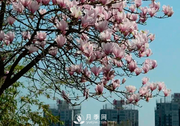 美麗鄉(xiāng)村建設(shè)，種什么花卉苗木比較好？已選月季(圖3)