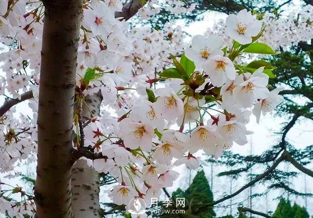 美麗鄉(xiāng)村建設(shè)，種什么花卉苗木比較好？已選月季(圖4)