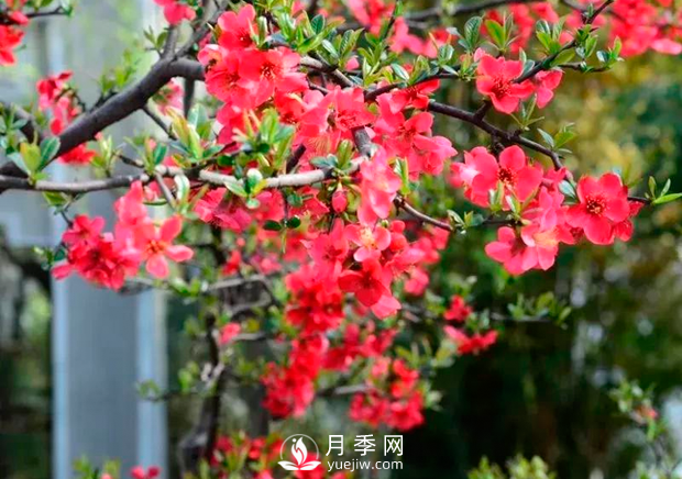 美麗鄉(xiāng)村建設(shè)，種什么花卉苗木比較好？已選月季(圖5)