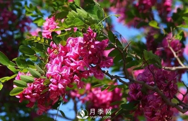 美麗鄉(xiāng)村建設(shè)，種什么花卉苗木比較好？已選月季(圖9)