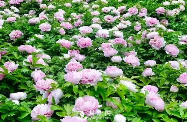 美麗鄉(xiāng)村建設(shè)，種什么花卉苗木比較好？已選月季(圖6)